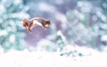 Squirrel - white, animal, squirrel, winter, blue, snow, green