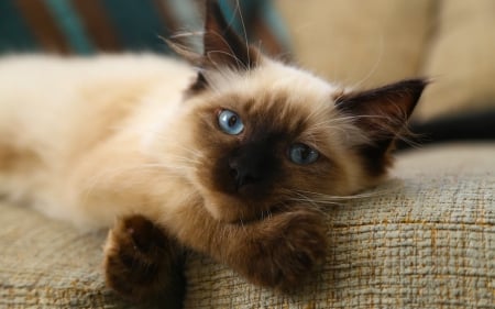 Kitten - blue eyes, animal, cute, kitten