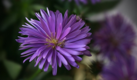 Beautiful Color - beautiful, garden, flower, purple