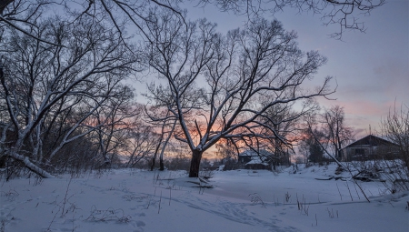 Winter - white, tree, winter, snow