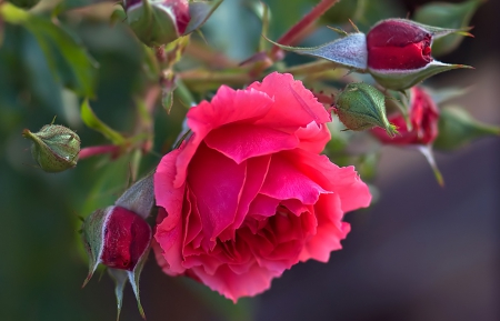 Rose - rosee, flowers, red, beautiful