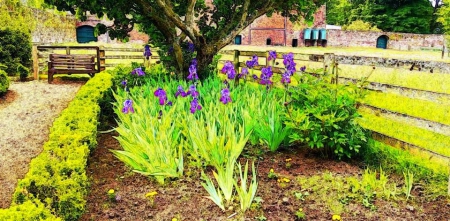 Iris in walled garden - flowers, earl grey, northumberland, blue, garden, iris, walled garden, fallodon hall