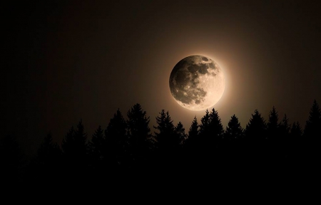 Our Moon - moon, night, forest, wonderful