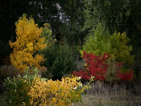 	Nature's Canvas - canvas, natures, autumn