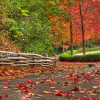 	Winding ways of autumn