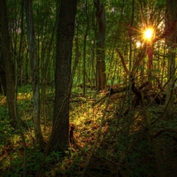 Sunset in woods