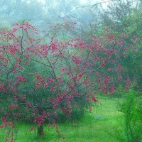 	Spring Rain