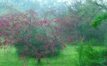 	Spring Rain - spring, rain