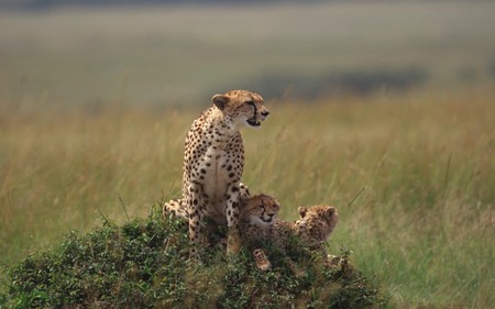 Cheetah and Cubs - cheetah, animals