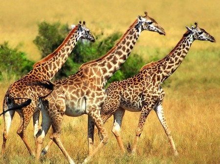 Giraffe - animals, giraffe