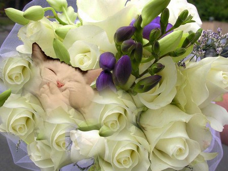 i see you - sweet, flowers, 2009, cat