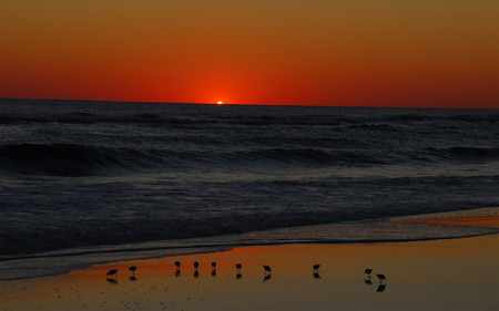 AMAZING SUNSET - birds, sunset, awesome, beach, amazing, ocean