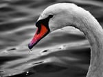 Swan