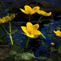 Yellow flowers