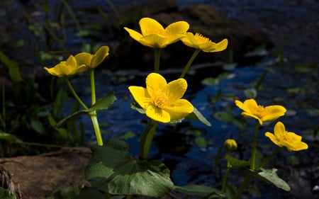 Yellow flowers - flowers, yellow