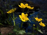 Yellow flowers