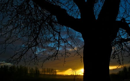 Glow - nature, forests