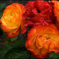 Orange roses