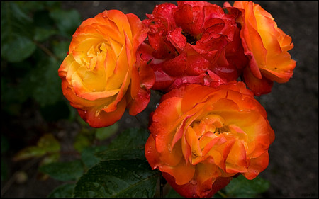 Orange roses - flowers, roses