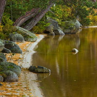 Shoreline in autumn