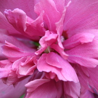 Double Rose of Sharon