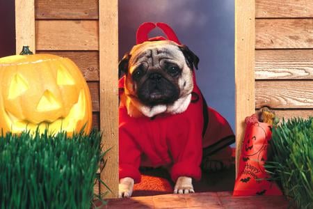 Devil Dog - door, costume, devil, jack o lantern, pumpkin, dog, horns