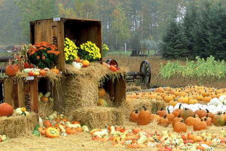 The Fall Harvest - flowers, trees, pumpkins, hay, corn, gourds