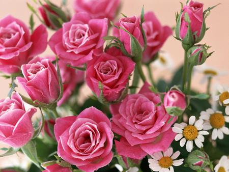 A bunch of roses - flowers, bunch, nature, pink