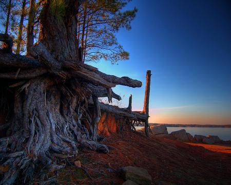 Sunset & roots - sky, nature, sunset, landscape