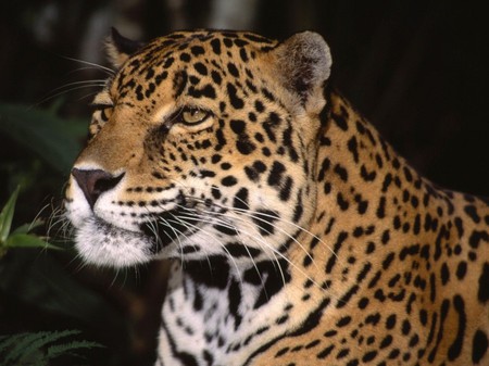 Leopard - leopard, animals