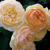 Cabbage Roses