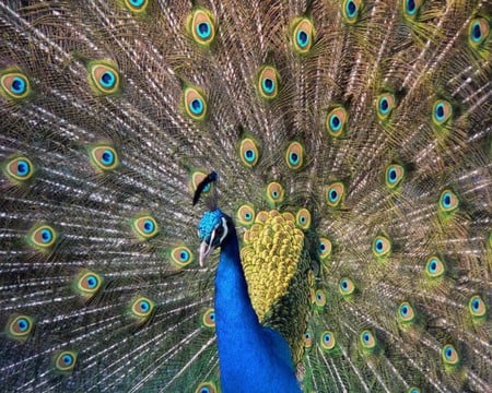 Peacock - animals, bird