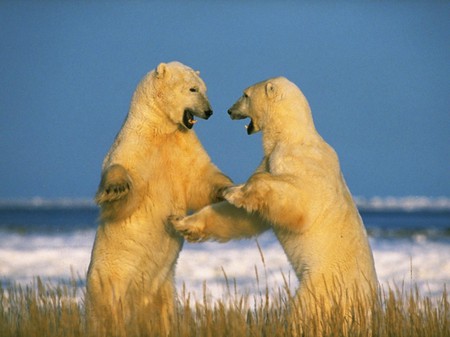 Polar Bears   Sparring  - sparring, polar, bears