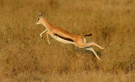 a big leap  - gazzelle, deer, endangered, wild, animals, african