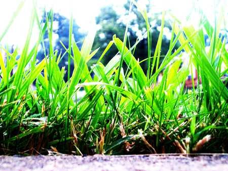 Crops - trees, glass, green, dirt, concrete, plants