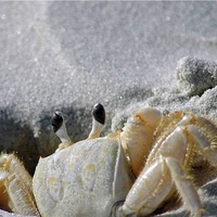 Crab in the sand