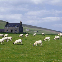 Sheep Grazing