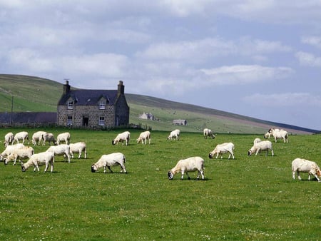 Sheep Grazing - grazing, sheep, mountains, pasture, building