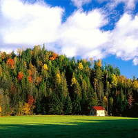 Autumn Trees