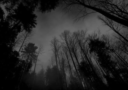 Dark Forest - trees, black, depressive, dark forest