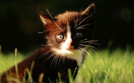 Black and white kitten - black and white, grass, cat, kitten