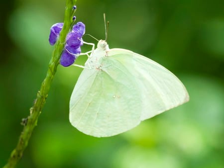 White Butterfly - butterfly, purple flower, white