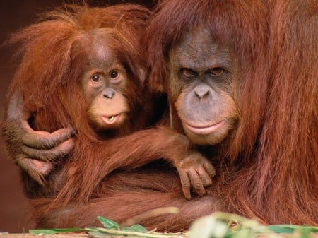 Orangutan   Protective  - cuddle, animals, tenderness, baby, mother, orangutan