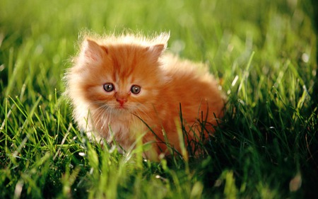 All Alone - alone, ginger kitten, grass, cat