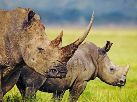 Rhinoceroses - rhinoceroses, big, strong, animals