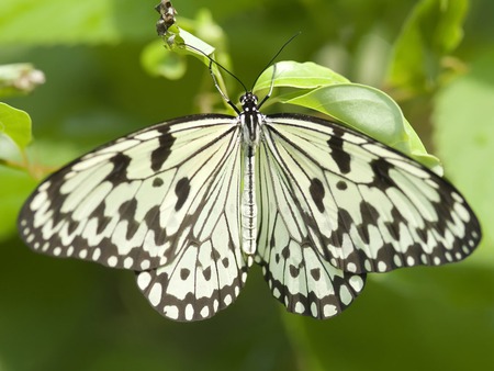 Wings Spread - butterfly, flower, black white