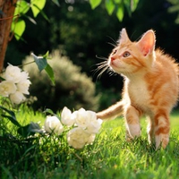 Ginger cat in the garden