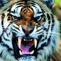 Tiger   Mad