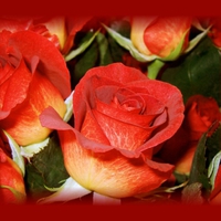 Red Roses