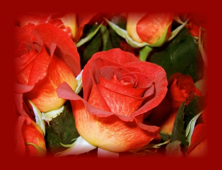 Red Roses - red frame, red roses